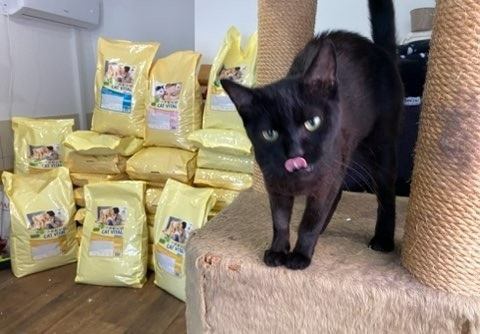 Magyar Macskavédő Közhasznú Alapítvány 